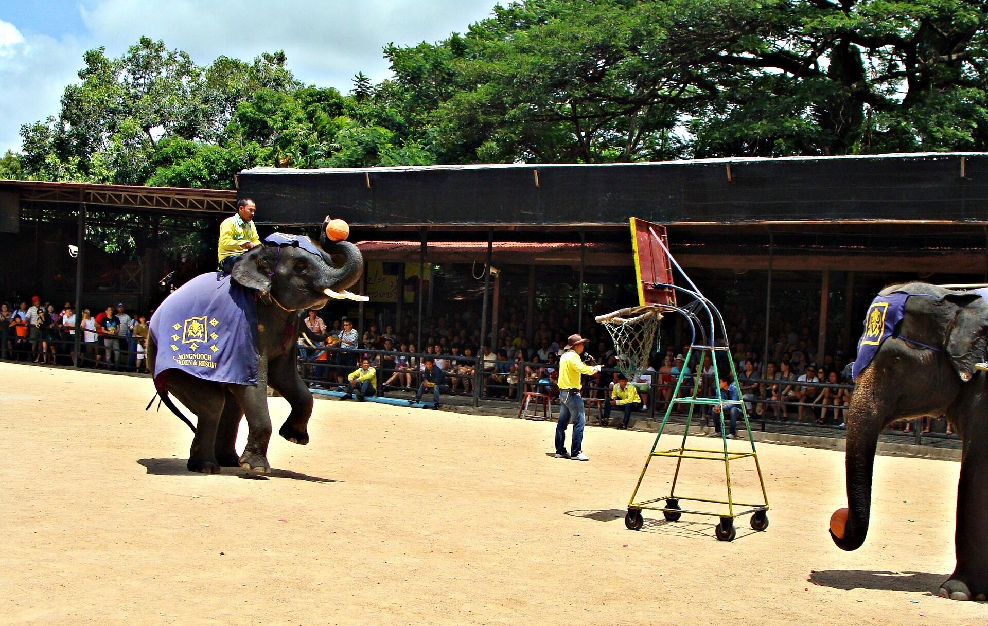 Capture the authentic charm of Pattaya’s agricultural heritage